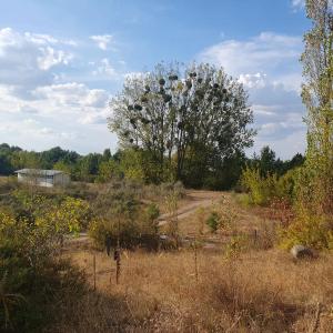 Sportplatz Ost