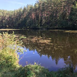 Weiher im Forst
