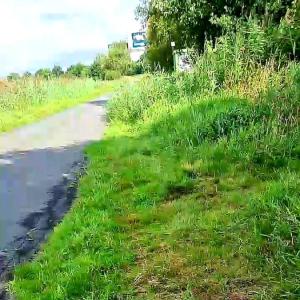 Büsche und Grünflächen im Park