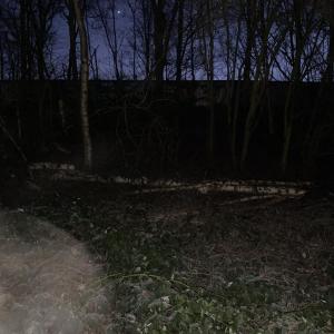 Birkenwäldchen an der A 27