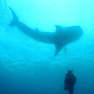 Taucher & Liebhaber der Unterwasserwelt