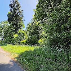 Wald