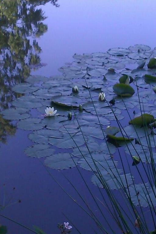 Veitsrodt Weiher