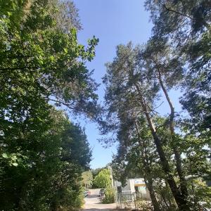 Langwasser-Wald