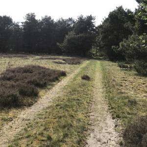 Reinsehlen Ruhiger Waldrand für FKK
