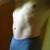 Pirc_bi