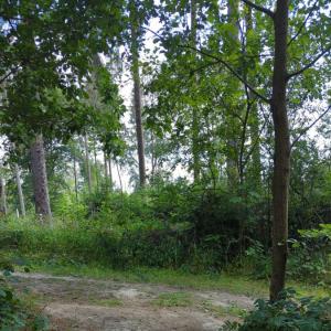 Karauschenteich bei Schöningen