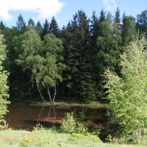 Werdauer Wald - Elferteich