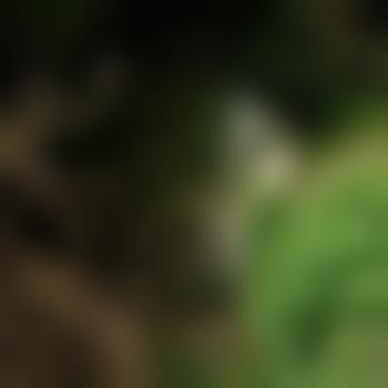 Misterbob