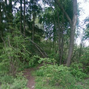 Netter Parkplatz mit Wald