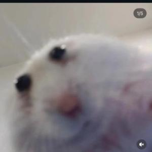 Sneili