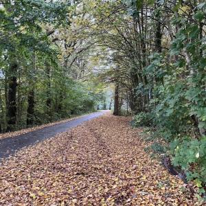 Kanal / Alter Arm in Senden