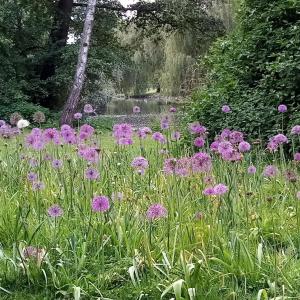 Weiher im Beller Park