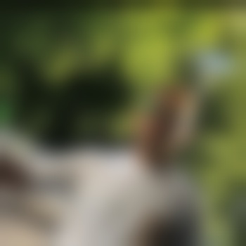 Yordan