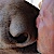 EDI_205