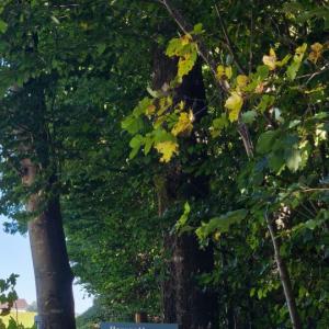 Parkplatz Waldrand