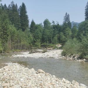 Halbammer bei Forsthaus Unternoog