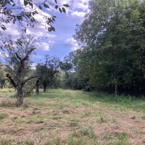 Obstplantage Schön am Waldrand gelegen
