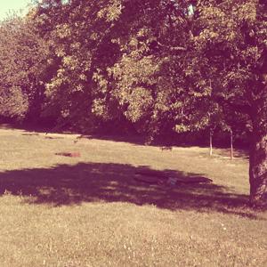 Erholungswiese am Schnarrenberg