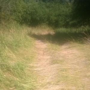 Streuobstwiese Constantia