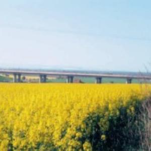 Grüne Brücke Martinsrieth