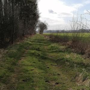 Waldgebiete bei Steinen