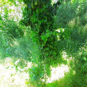 Bornbruchsee nähe A5 bei Mörfelden