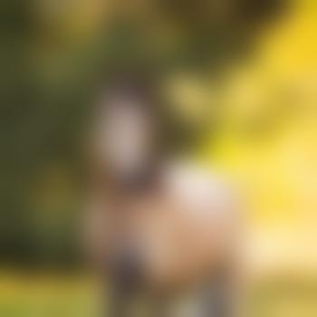 Geschäftsreisender63