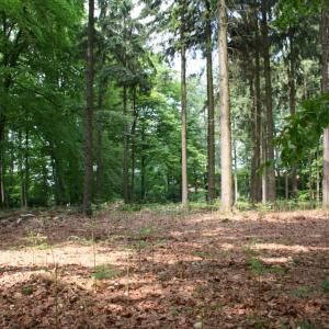 Vögelbusch