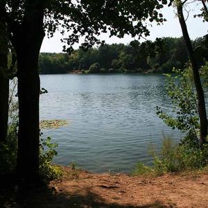 Niederwaldsee (Zwingenberg, Hessen)