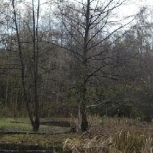 Forststration Rheinelbe