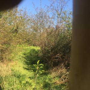 Dornheimer Weg hinter dem Waldfriedhof