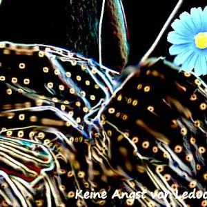 Gynäkologische Untersuchungstechniken