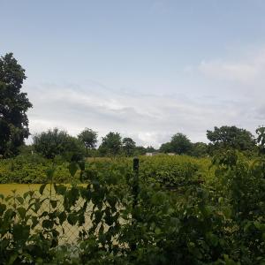 Ein netter pp mit waldstück