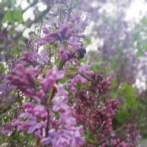 Blauer See Burgkemnitz