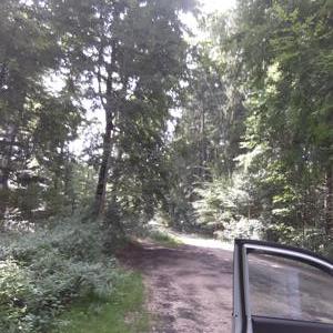 Im Wald