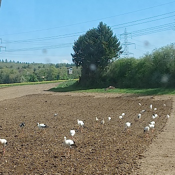 Landvogel