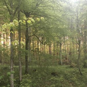 Im wald L.A