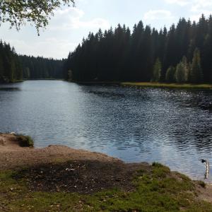Vogtlandsee Moor/Waldsee