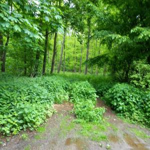 Parkplatz Dyckburgwald