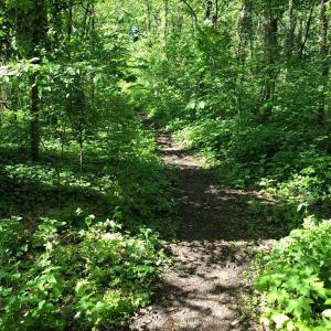 Forstwerder Wäldchen ( Halle Trotha )