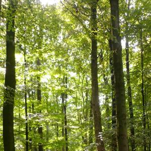 Herne Gysenberg Sportplatz im Wald